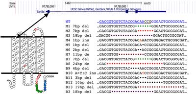 Normal Iron Homeostasis Requires the Transporter SLC48A1 for Efficient Heme-Iron Recycling in Mammals